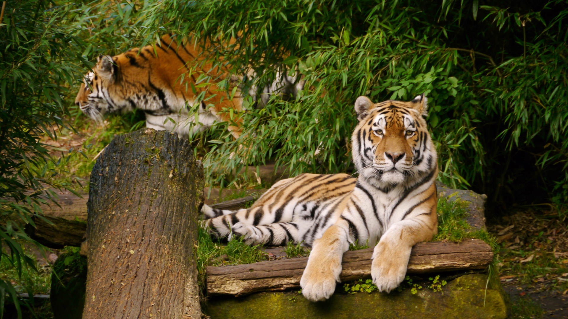 animals_20151113_1427054462